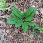 Andersonglossum virginianum Folha