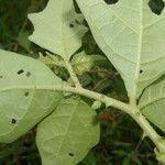 Solanum jamaicense Foglia