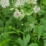 Astrantia majorVirág