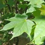 Acer cappadocicum পাতা