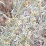 Artemisia cana Цветок