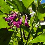Iochroma cyaneum Blomma