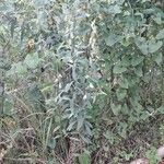 Crotalaria juncea Habit