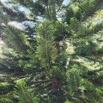 Araucaria columnaris Hoja
