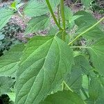 Ageratina altissimaLeaf