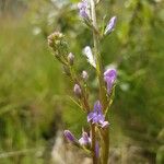 Lobelia urens Flower