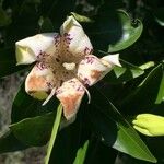 Rothmannia capensis Цвят