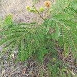 Leucaena leucocephalaBlatt