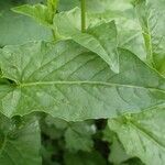 Rumex arifolius Leaf