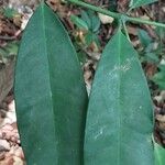 Allanblackia floribunda Leaf