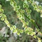 Rumex arifolius Fruit