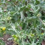 Senecio vulgaris 整株植物