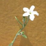 Heliotropium tenellum फूल