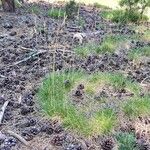 Festuca gautieri Habit