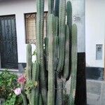 Echinopsis lageniformis Corteza