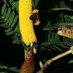 Vachellia collinsii Other