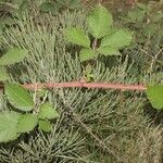 Rubus adscitus Habitat