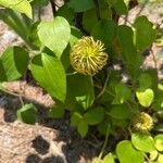 Clematis lasiantha 花