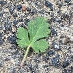 Erodium malacoides Blatt