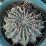 Echinocactus texensis 葉