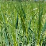 Hordeum vulgareBloem