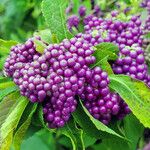 Callicarpa americana Plod