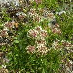 Saponaria lutea Hábito