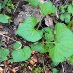 Viola pubescens Folha