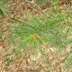 Pinus strobus Leaf