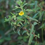 Ludwigia peruviana Flor
