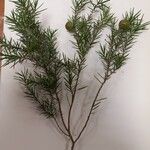 Juniperus oxycedrusFruit