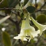 Rhododendron flavoviride