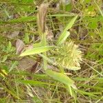 Trifolium pannonicum 果實