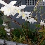 Dendrobium crumenatum Çiçek