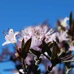 Rhododendron pubescens Flor