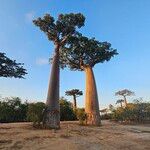 Adansonia grandidieri Corteccia