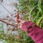 Heracleum sphondyliumFlors