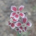 Silene gallica Квітка