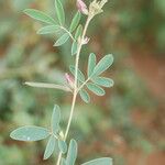 Tephrosia uniflora Leaf