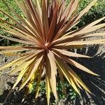 Cordyline australis Hostoa