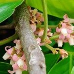 Guarea kunthiana Flor
