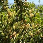 Prunus ilicifolia പുഷ്പം