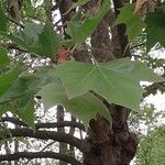 Platanus occidentalis Blad