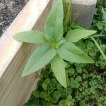 Helianthus annuus Leaf