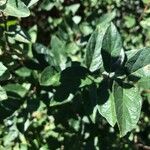 Shepherdia canadensis Leaf