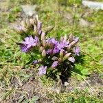 Gentianella ramosa Λουλούδι