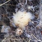 Rhaponticum coniferum फल