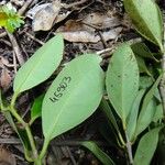 Hedycarya cupulata Blad