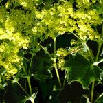 Alchemilla mollis 整株植物