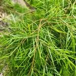 Salix exigua 整株植物